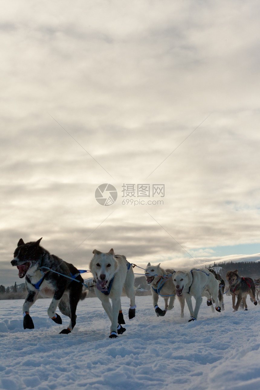 雪橇狗队拉着舌头阳光宠物团队背光呼吸糊状奉献荒野马具图片