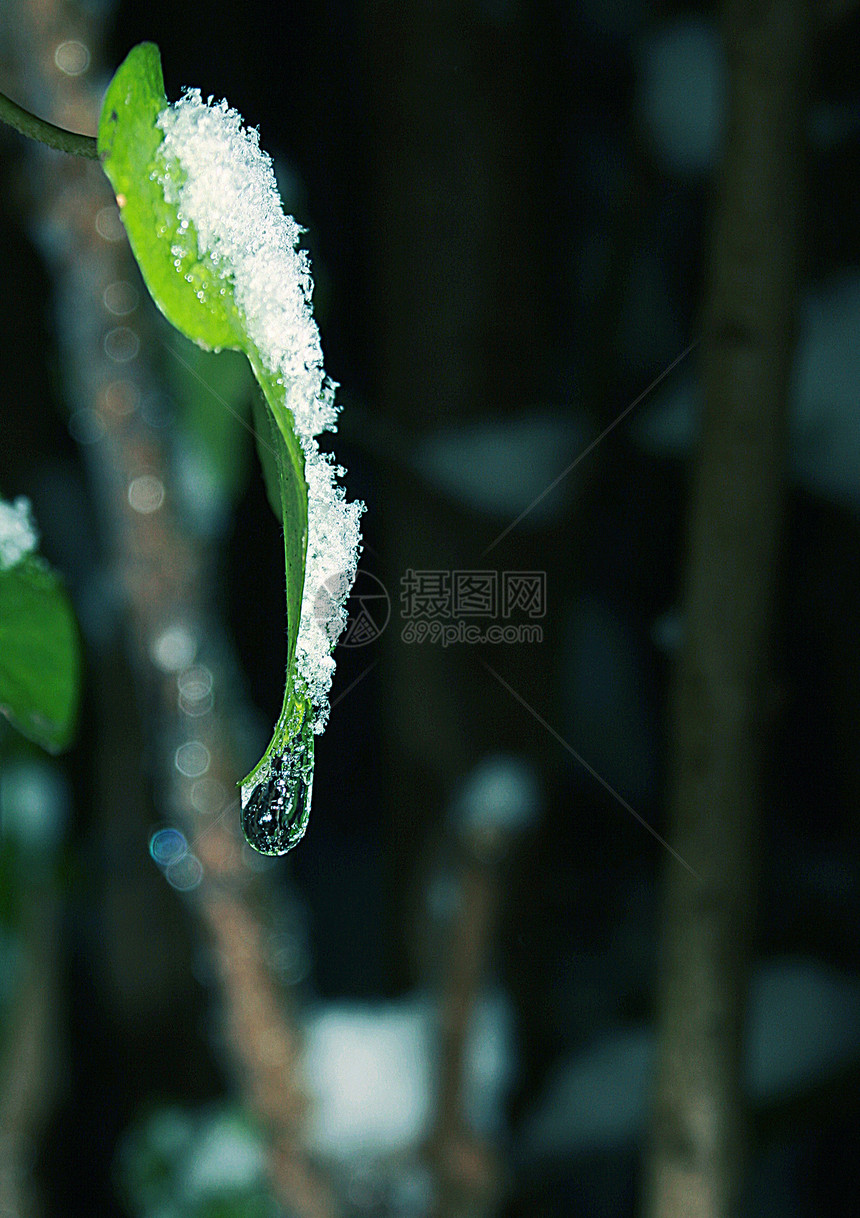 在叶子上冷冻的水滴图片