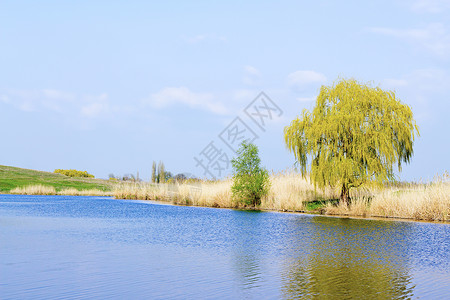 从岸边的河面池塘树木芦苇海岸线酒窝荒野场地阳光生长沼泽背景图片