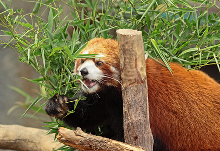 红熊猫树干生物公园动物园动物环境狐狸生活濒危热带中国高清图片素材