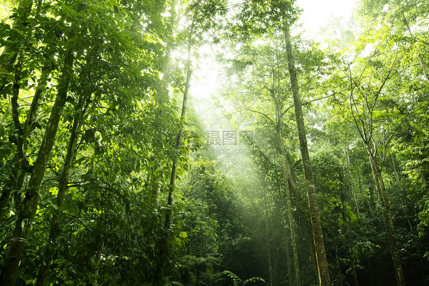 森林阳光叶子树干射线季节光束生长热带木头植物群太阳光图片