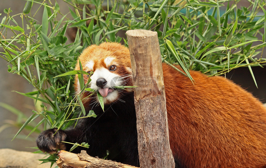 红熊猫公园野生动物森林动物叶子毛皮哺乳动物热带濒危富根图片