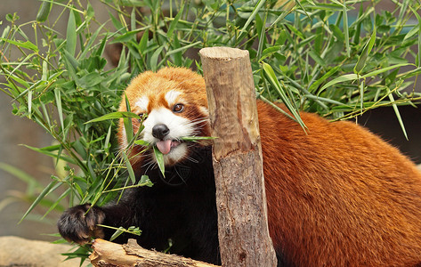 红熊猫公园野生动物森林动物叶子毛皮哺乳动物热带濒危富根吃高清图片素材
