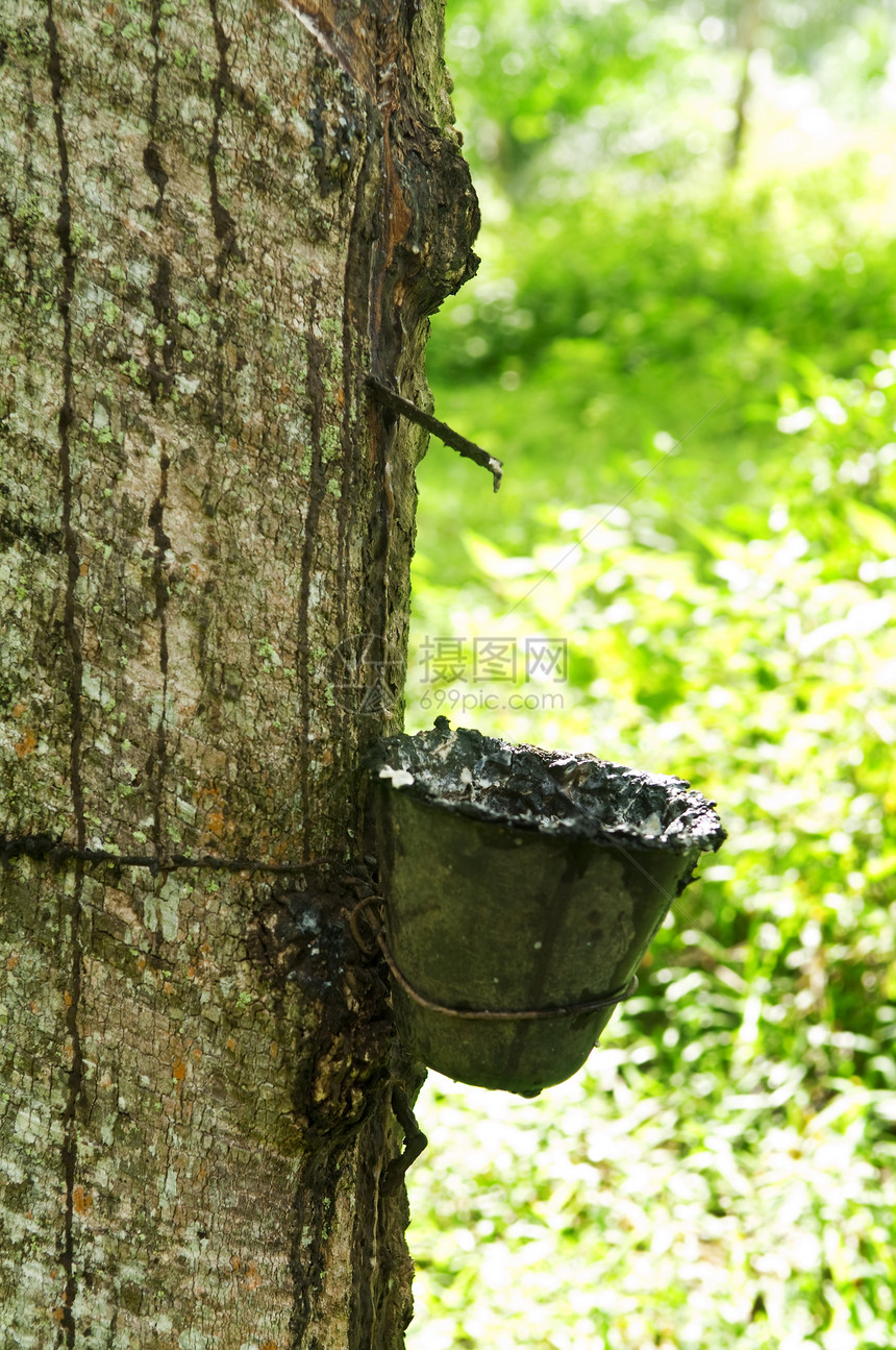 橡胶树木头生长牛奶雨林收获种植园树液叶子木材液体图片