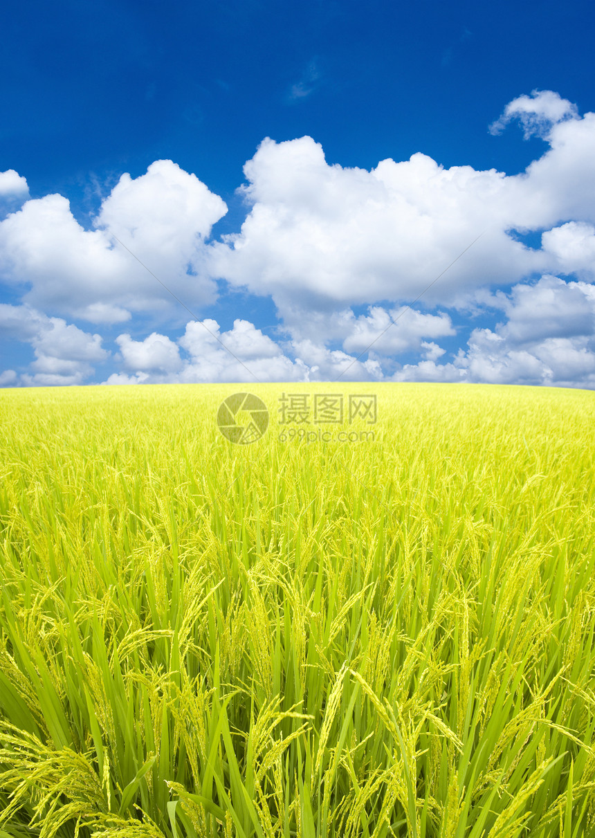 稻田生长风景天气天空叶子感恩气候土地地平线种植园图片