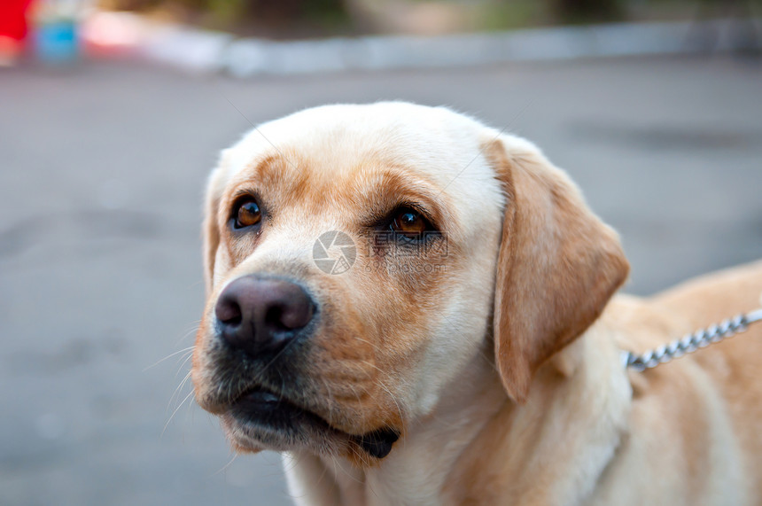 寻回狗狗鼻子血统哺乳动物朋友宠物羊毛犬类猎犬毛皮动物图片