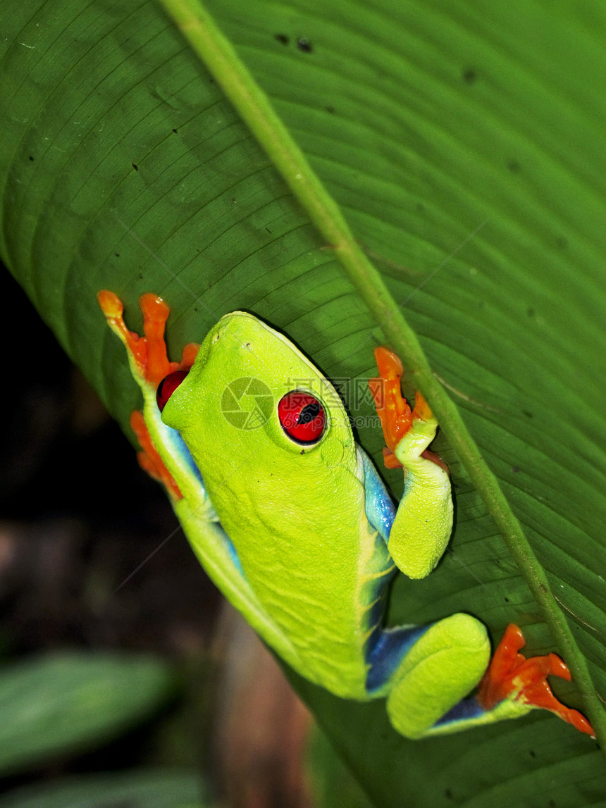 红眼树蛙色彩叶蛙动物绿色雨林热带雨林橙子蓝色两栖野外动物图片