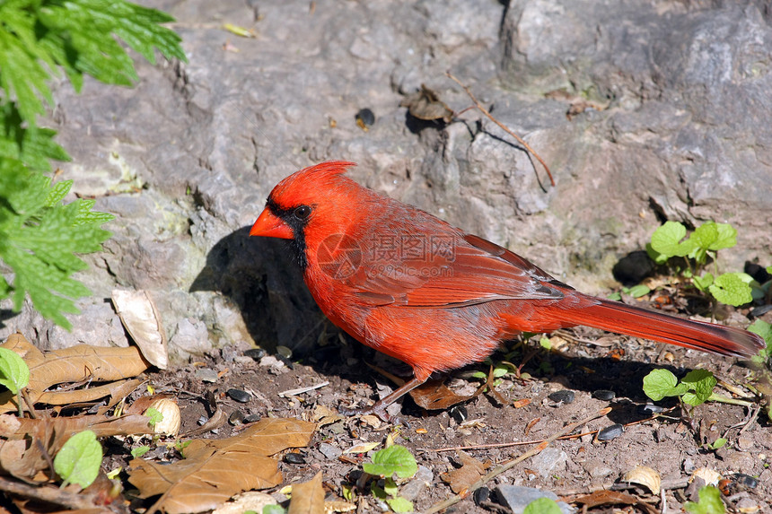 红衣主教雄性种子鸟类云杉红色女性雏鸟荒野动物群男性动物图片