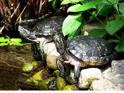 涂漆海龟动物动物园日志乌龟池塘密封两栖公园野生动物动物群晒太阳高清图片素材