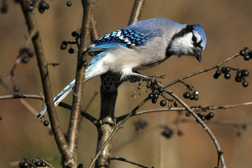 蓝杰林地鸟类栖息羽毛波峰森林动物蓝色眼睛荒野图片