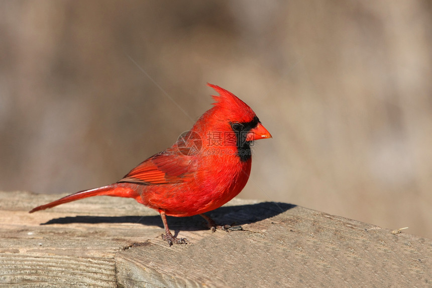 红衣主教雄性观鸟动物鸟类后院天空种子翅膀动物群女性野生动物图片
