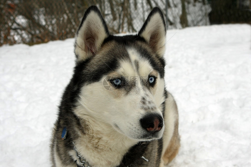 西伯利亚胡斯基狗场地眼睛雪橇蓝色外套动物衣领宠物犬类猎犬图片