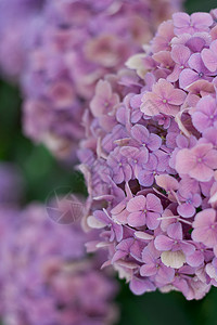 阿吉赛河长江园艺花园植物生长花瓣紫色大叶绣球花装潢背景图片