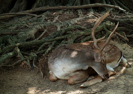 休息的鹿睡鹿背景