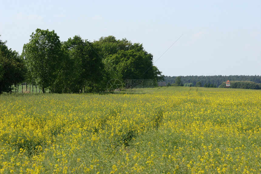 Canola 字段植物群环境森林风景天空油菜花场地晴天农场农业图片