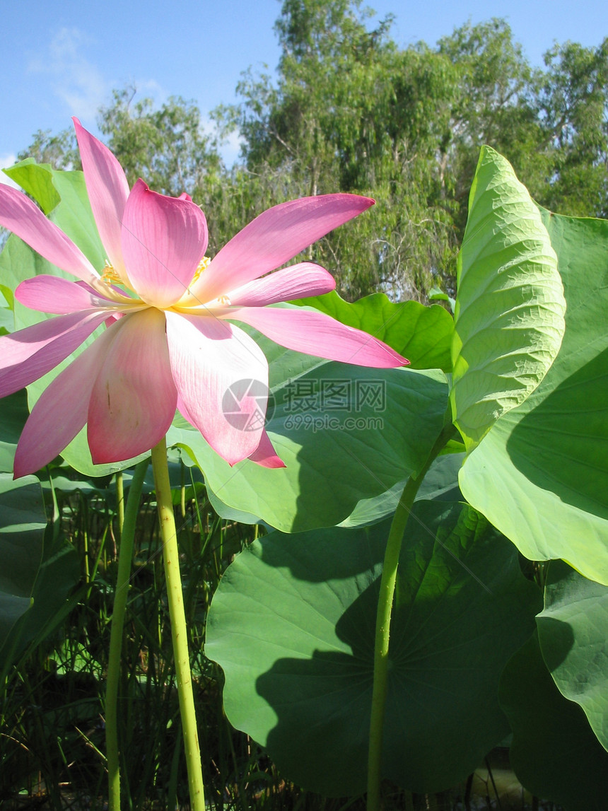 Kakadu国家公园符号旅游绿色植物群旅行背景沼泽粉色图片
