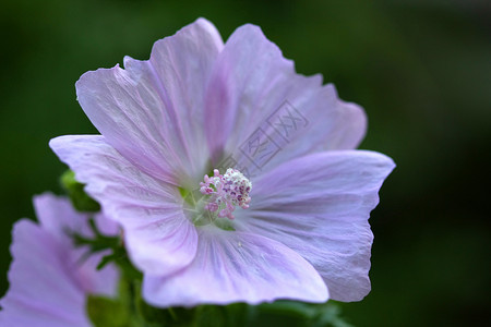 鲜花花宏观植物群蓝色紫色花粉叶子荒野花瓣草本植物植物背景图片