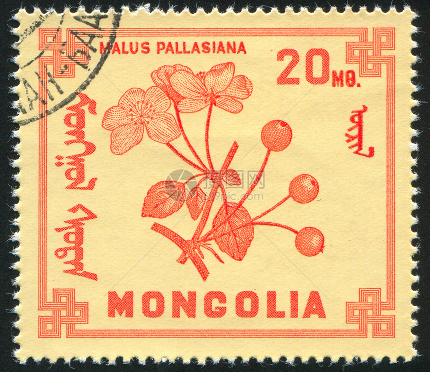 贝类叶子明信片邮票浆果植物花瓣古董邮件集邮装饰品图片