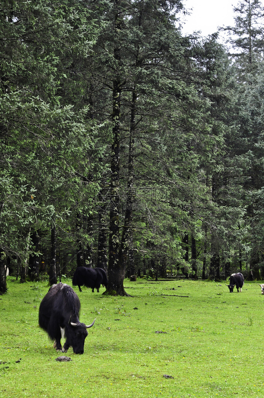在Meadow的亚克牧场国家旅游奶牛环境家庭牧场森林公园毛皮羊毛图片