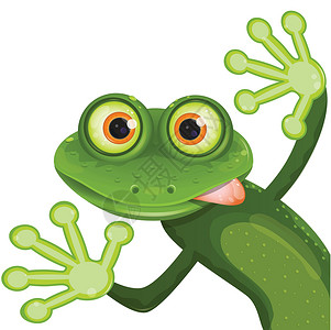 商住两用青蛙水陆兴趣食欲语言好奇心敬畏插图眼睛动物爪子插画