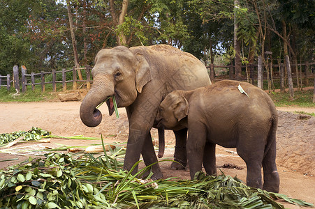 2个大象素材大象家庭食物动物园獠牙气候动物阳光团体哺乳动物衬套孤儿院背景