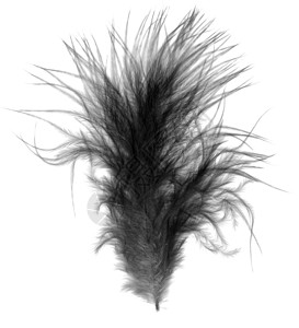 黑软软软小鸟羽毛在白色上方弯曲背景图片