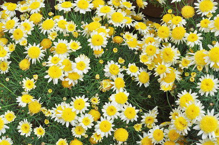 黛丝花花雏菊星科树叶植物白色菊科叶子绿色植被黄色背景图片