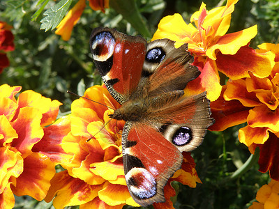蝴蝶花园背景图片