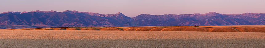 成熟小麦全景和美国蒙大拿州加拉廷县日落时Briger山脉图片