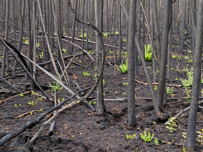 最近燃烧的北方森林火灾灾难荒野损害木头日志树干云杉煤炭破坏背景图片