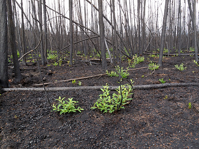 最近燃烧的北方森林野火云杉镜头破坏环境生长木头灾难火灾日志背景图片