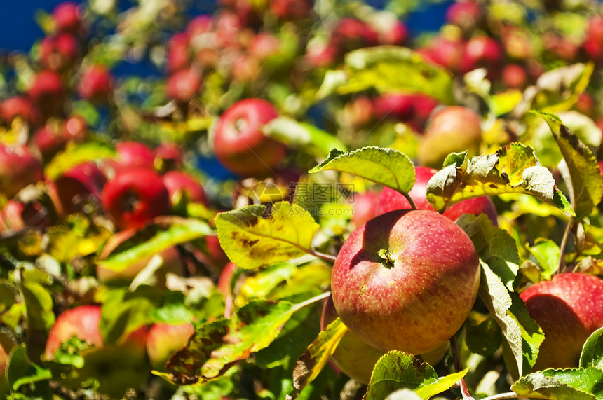 树上的苹果背景红色食物产品熟食收成水果纤维小吃饮食图片