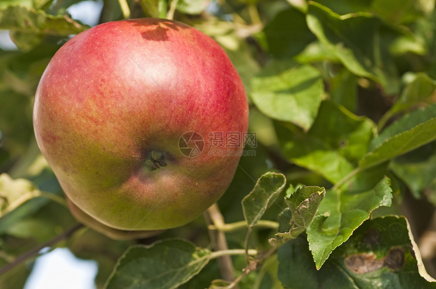 树上的苹果熟食饮食纤维产品小吃收成食物水果红色图片