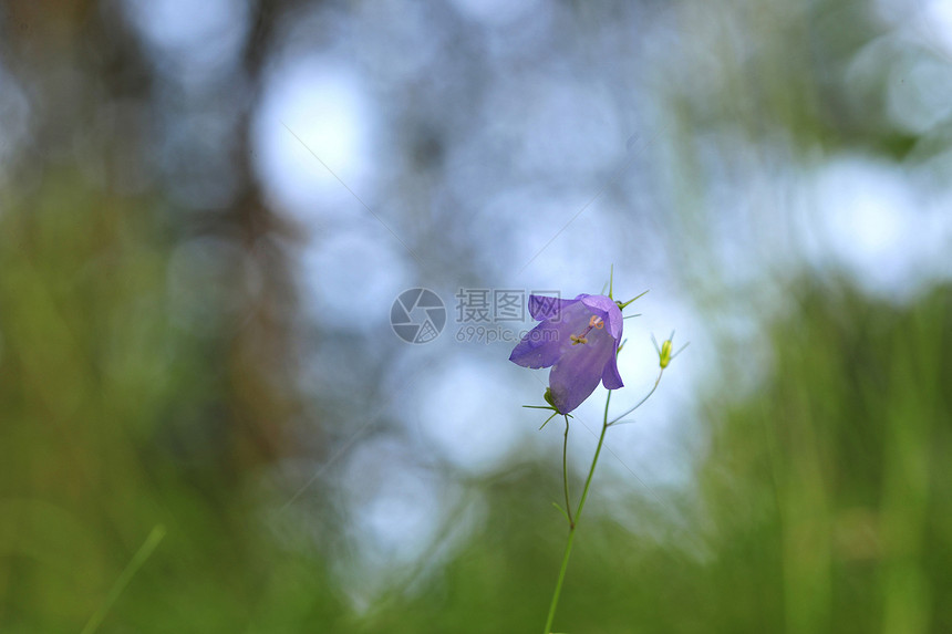 钟花花叶子季节蓝色装饰场地植物群花期宏观风格花瓣图片