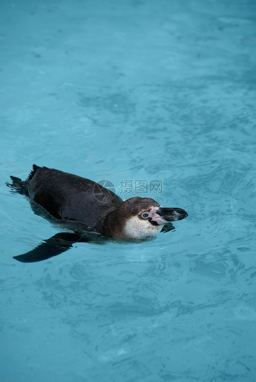 磁力企鹅动物园殖民地野生动物海鸟动物动物群海岸动物学荒野海洋图片