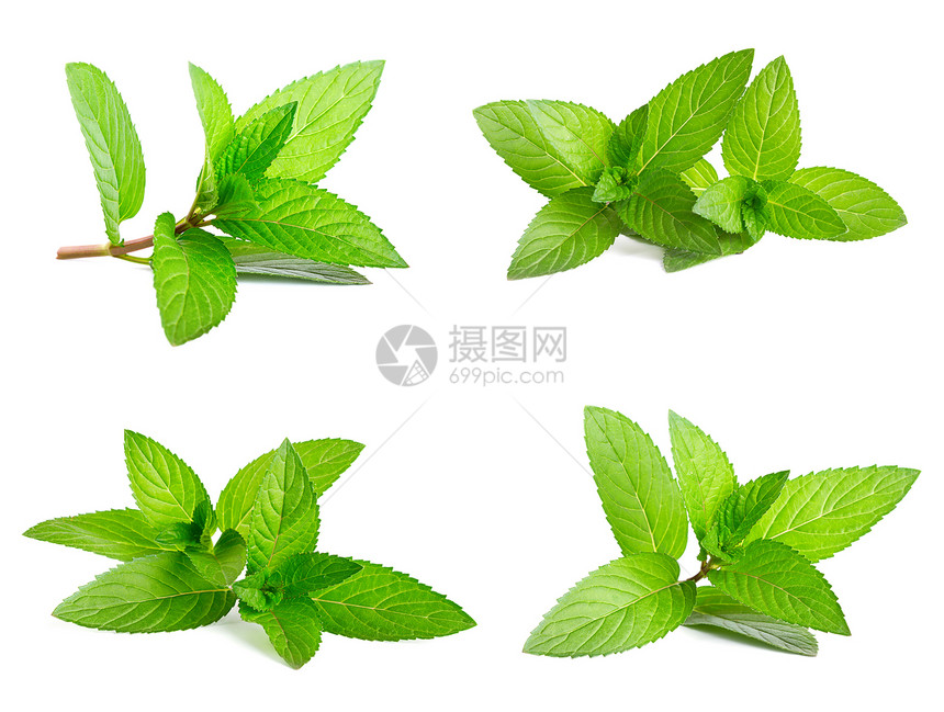 白色上隔离的新鲜绿色薄膜草本食物柠檬香脂园艺疗法植物食谱呼吸叶子图片