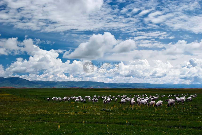 蓝天空和牧场树木自然蓝天材料草原家畜图片