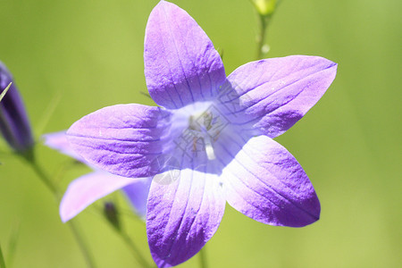 钟花花农村生物学生态娱乐花园植被灌木紫菊目花萼植物背景图片