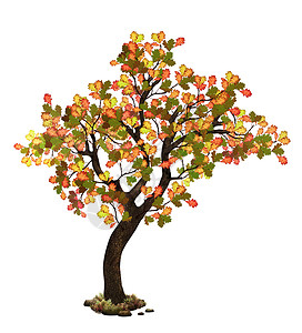 秋天落树黄色橡木绿色叶子橙子插图环境白色季节背景图片