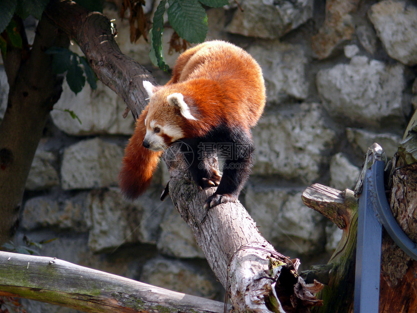 亚鲁鲁斯狐狸灭绝大熊猫濒危哺乳动物动物竹子动物园野生动物火狐