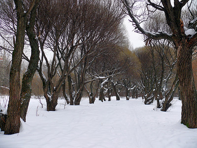 太原柳巷下雪的柳巷 莫斯科公园白色季节场景森林植物植物学环境树木国家公园背景