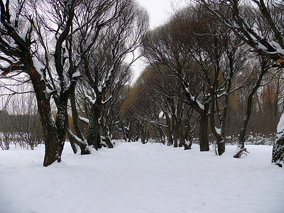 太原柳巷下雪的柳巷 莫斯科公园白色树木植物森林植物学场景国家环境季节公园背景