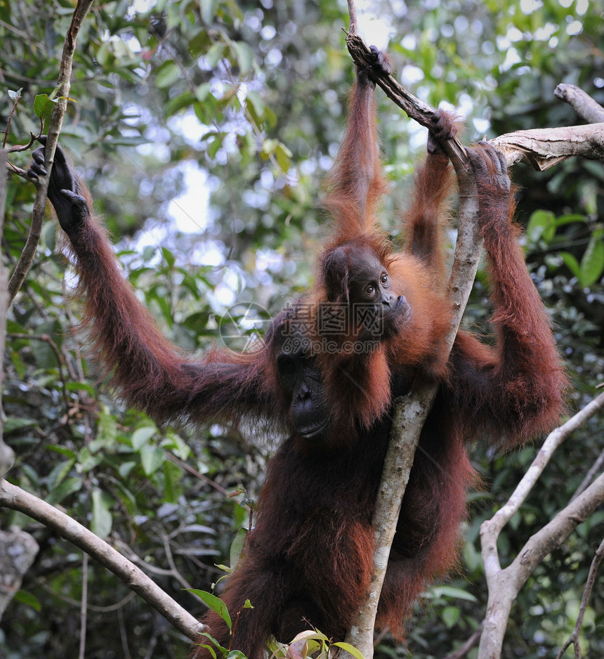 奥兰古坦母亲和婴儿雨林孩子妈妈红褐色发球台灵长类动物童年野生动物幼兽图片