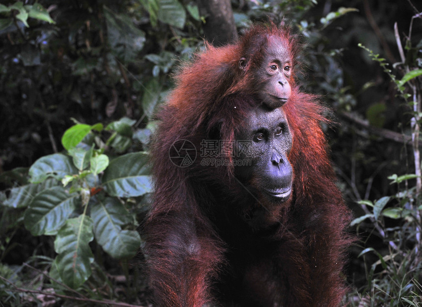 奥兰古坦母亲和婴儿人科猿猴母性少年荒野哺乳动物侏儒俘虏原始人童年图片