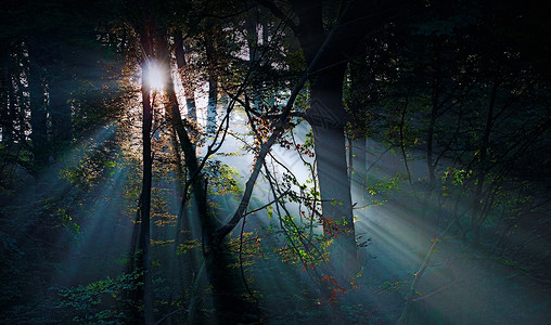 森林木头林地太阳发球台射线太阳光线阳光背景图片