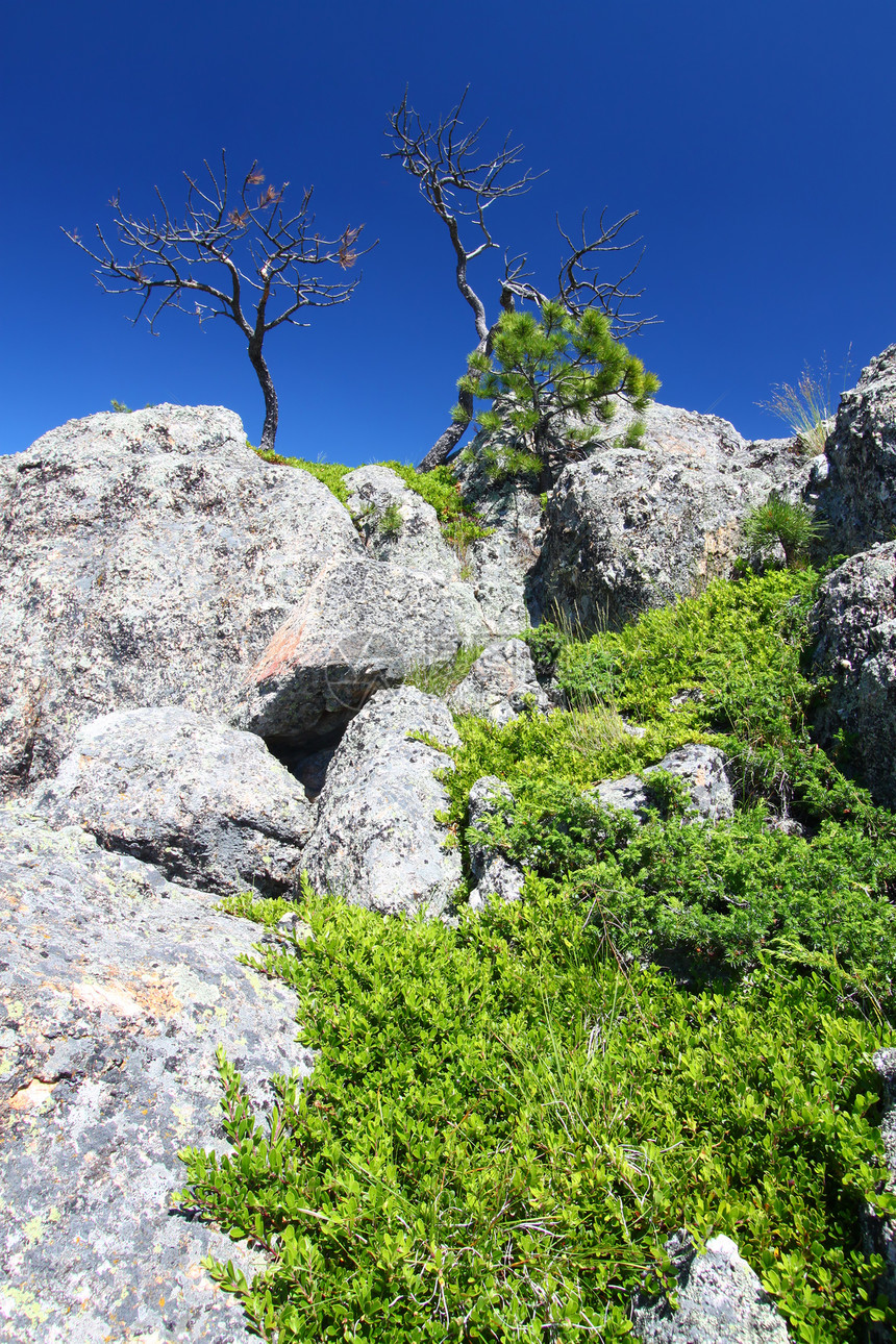 黑山国家森林生态场景巅峰环境绿地风景松树石头栖息地公园图片