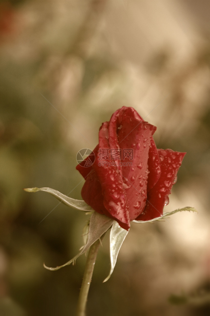 红玫瑰雨滴图片