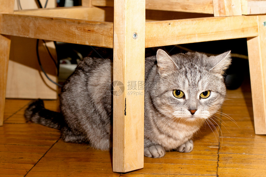 Crey 篮球猫木地板悲伤灰色白色压力黄色棕色猫科家具毛皮图片