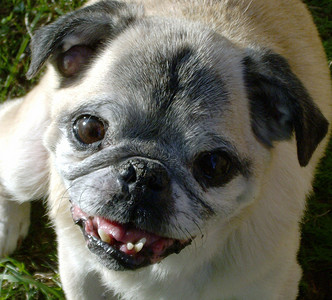 A Pug 名幸运牌背景图片