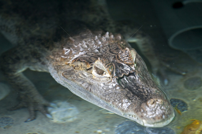 鳄鱼的肖像荒野池塘生物丛林动物牙齿陷阱危险拉丁异国图片
